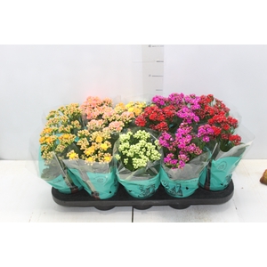 KALANCHOE P11