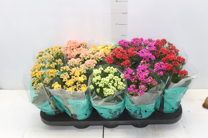 <h4>KALANCHOE P11</h4>