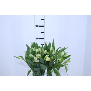 ALSTROEMERIA AVALANGE 080 CM