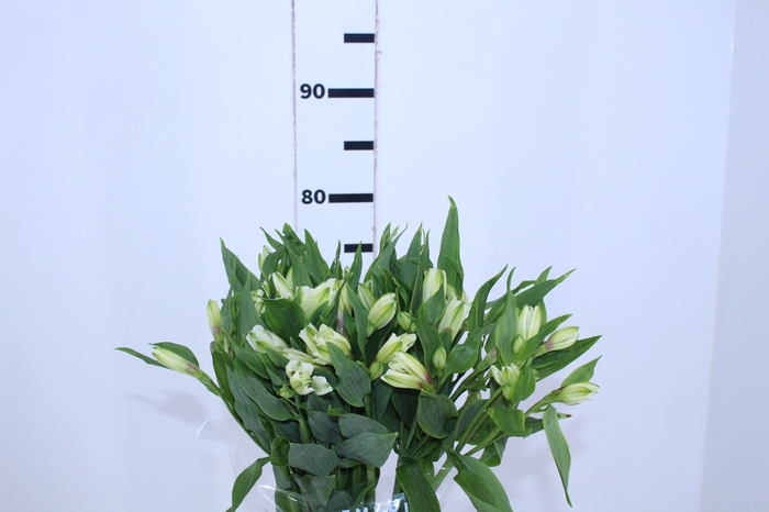 ALSTROEMERIA AVALANGE 080 CM