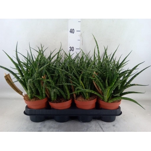 Sansevieria  'Fernwood'