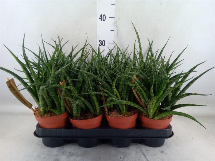 <h4>Sansevieria  'Fernwood'</h4>