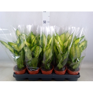 Dieffenbachia  'Camilla'