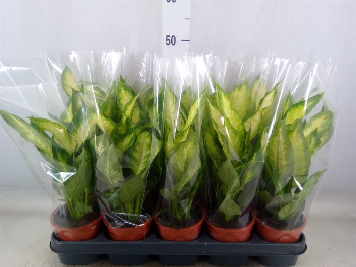 <h4>Dieffenbachia  'Camilla'</h4>