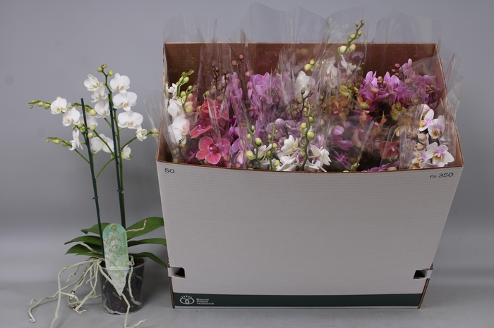 <h4>PHAL MF GEM 5 KL</h4>