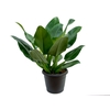 PHILODENDRON PACOVA P30