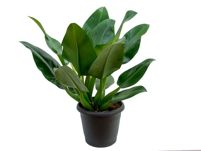 <h4>PHILODENDRON PACOVA P30</h4>