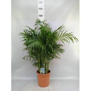 Chamaedorea elegans