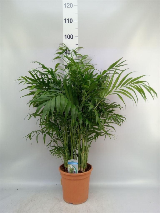 <h4>Chamaedorea elegans</h4>