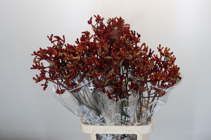 <h4>Anigozanthos Early Spring</h4>