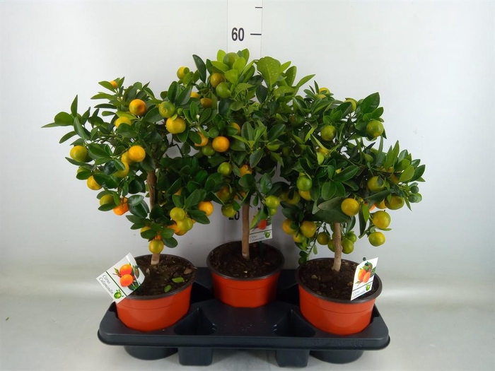 <h4>Citrus   ...</h4>