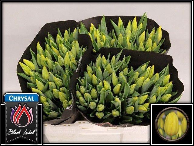 <h4>TU EN STRONG GOLD</h4>