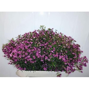 CHAME UN GRA JUPITER