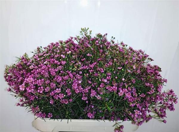 <h4>CHAME UN GRA JUPITER</h4>