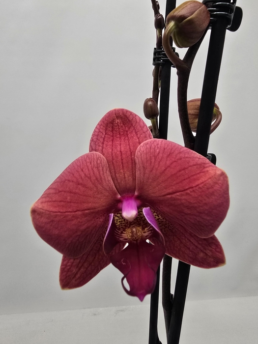 <h4>Limited 49 week 6</h4>