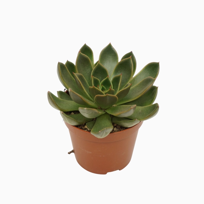 <h4>Echeveria</h4>