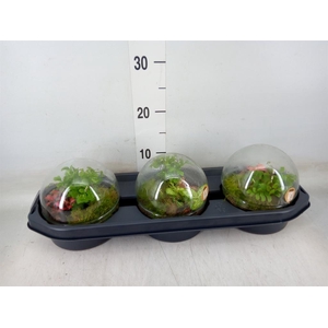 Arr.   Kamerplant Groen H%