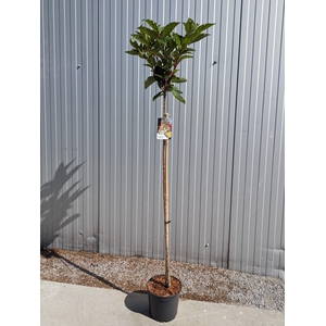 Hydrangea paniculata Import 'Candlelight' op stam - 19 cm