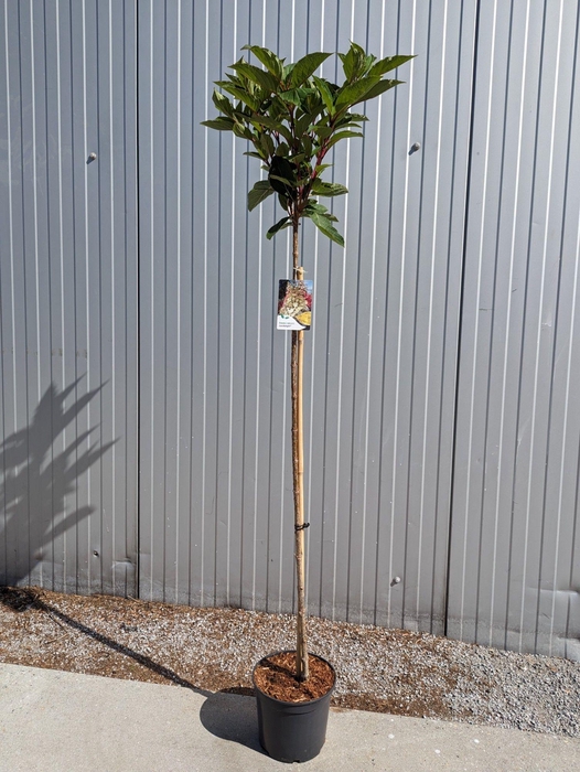 <h4>Hydrangea paniculata Import 'Candlelight' op stam - 23 cm</h4>