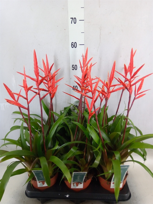 <h4>Vriesea  'Elan'</h4>