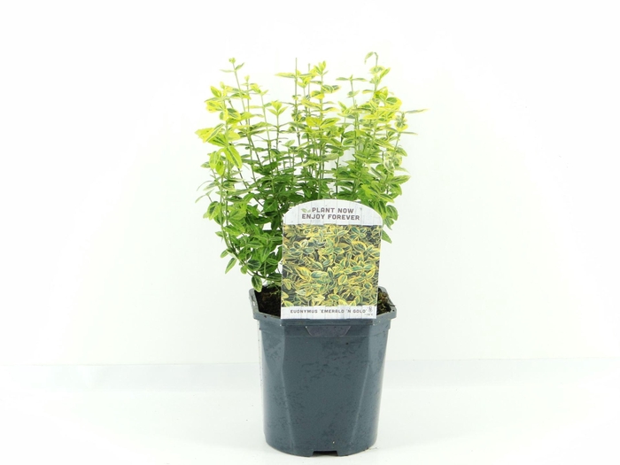 <h4>Euonymus fortunei Emerald n Gold</h4>