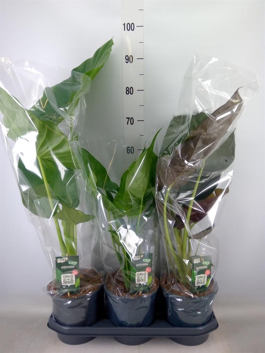 <h4>Alocasia   ...</h4>