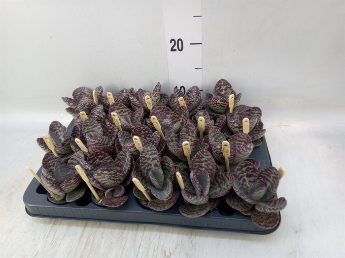 <h4>Kalanchoe humilis 'Surpris Desert'</h4>