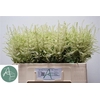 Astilbe Washingthon