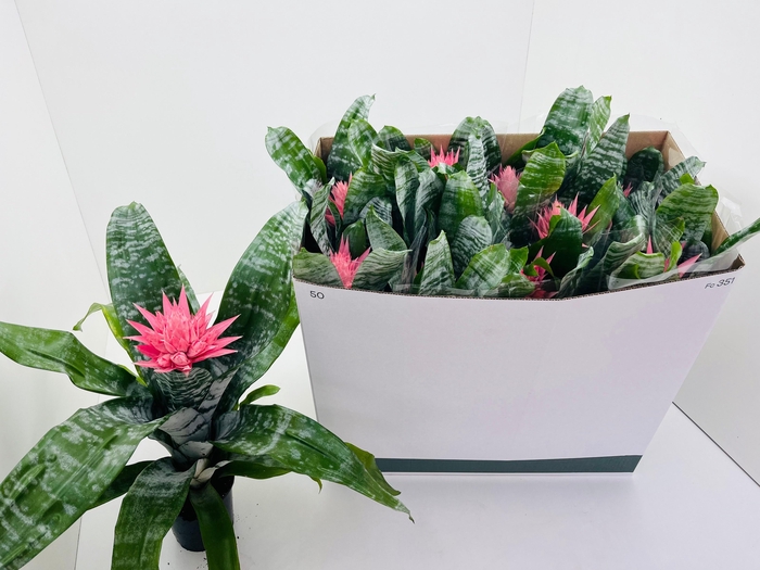 <h4>AECH FAS PRIMERA</h4>