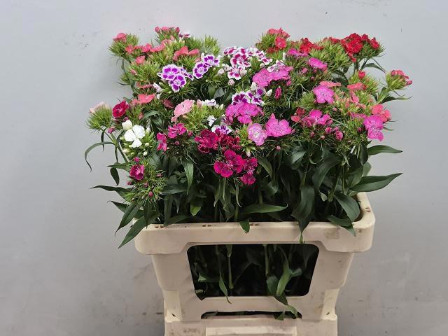 <h4>DI BARB GEM</h4>