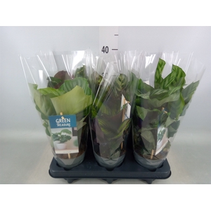 Calathea   ...mix
