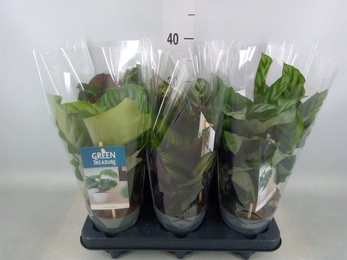 <h4>Calathea   ...mix</h4>