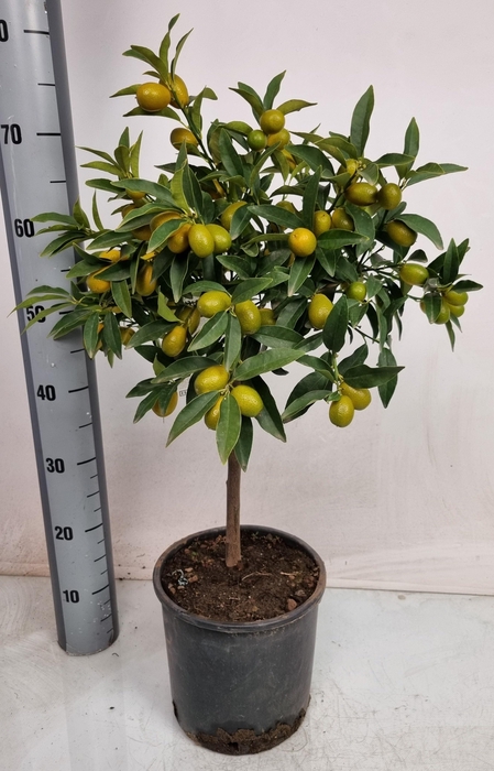 <h4>CITR MARGARITA</h4>