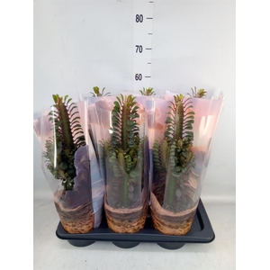 Euphorbia trigona 'Rubra'