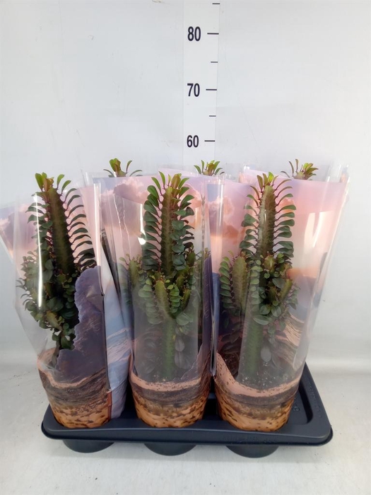 <h4>Euphorbia trigona 'Rubra'</h4>