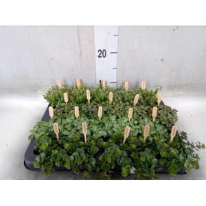 Planten  ..mix