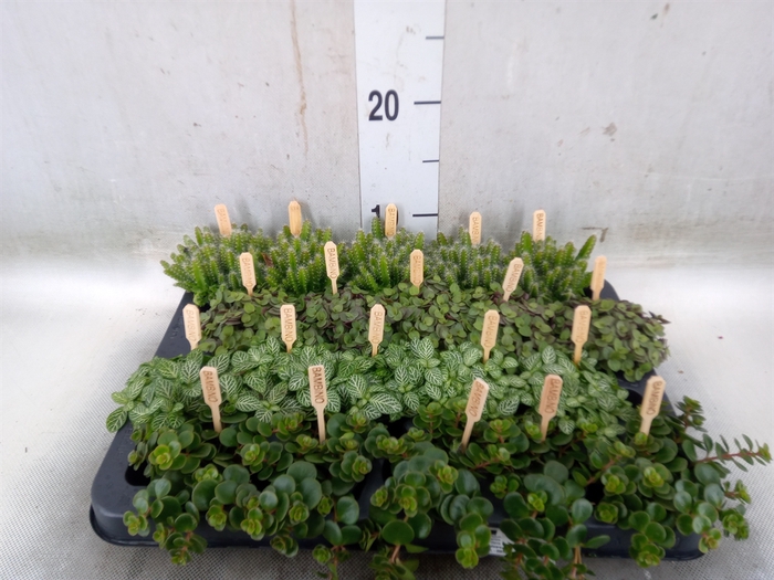 <h4>Planten  ..mix</h4>