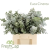 Eucalyptus Cinerea