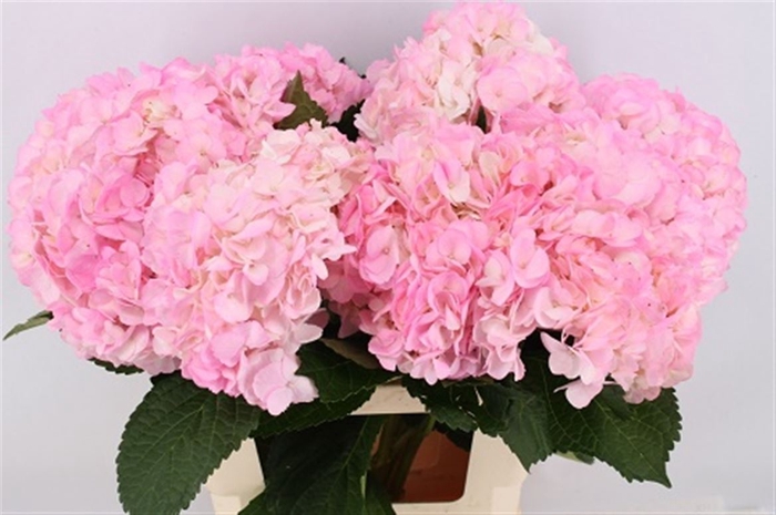 <h4>Hydr M Light Pink Tint 65cm</h4>