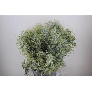 Mimosa Dennisbode P Bunch