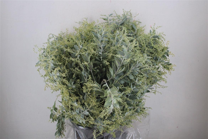 <h4>Mimosa Dennisbode P Bunch</h4>