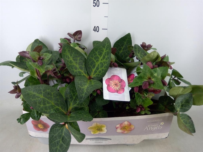 <h4>Helleborus  'Fkiss Vibey Velve'</h4>