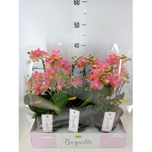 Phalaenopsis multi.   ...orange