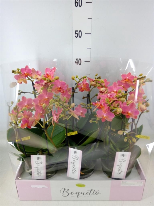 <h4>Phalaenopsis multi.   ...orange</h4>