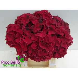 Hydrangea mag ruby red