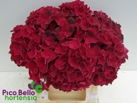 <h4>Hydrangea mag ruby red</h4>