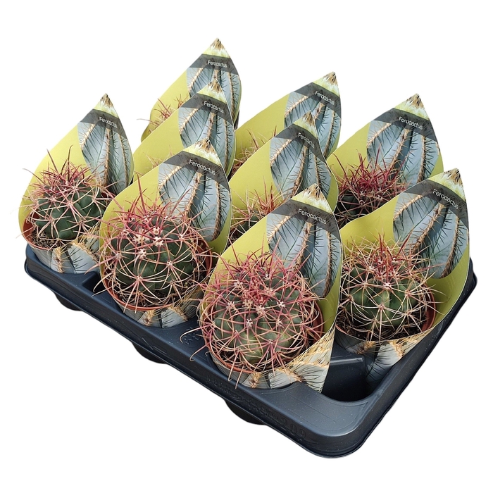 <h4>Ferocactus Gracilis Coloratus Potcover</h4>