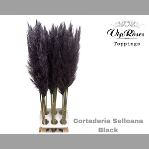 CORTADERIA SELLOANA BLACK