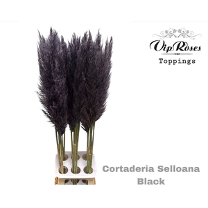 CORTADERIA SELLOANA BLACK