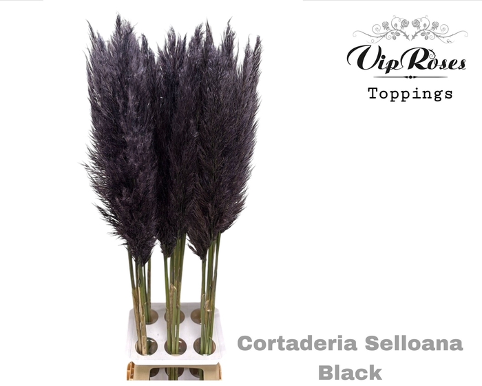 <h4>CORTADERIA SELLOANA BLACK</h4>